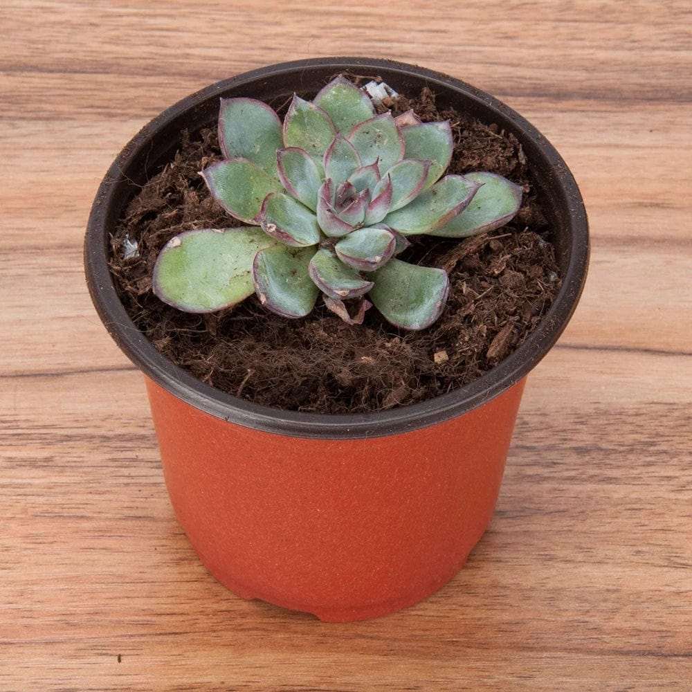 Mini Planting Pots